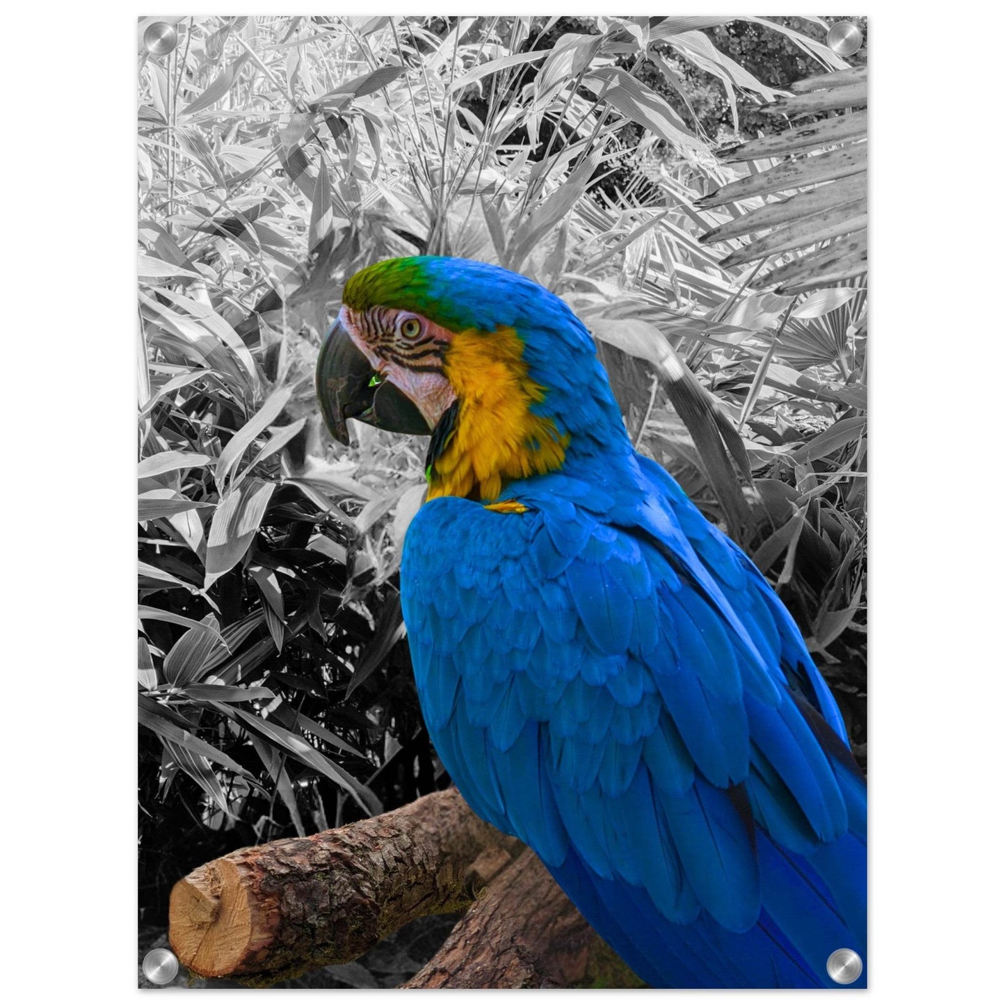 Blue Macaw Parrot Acrylic Print - PerriWorks Publishing