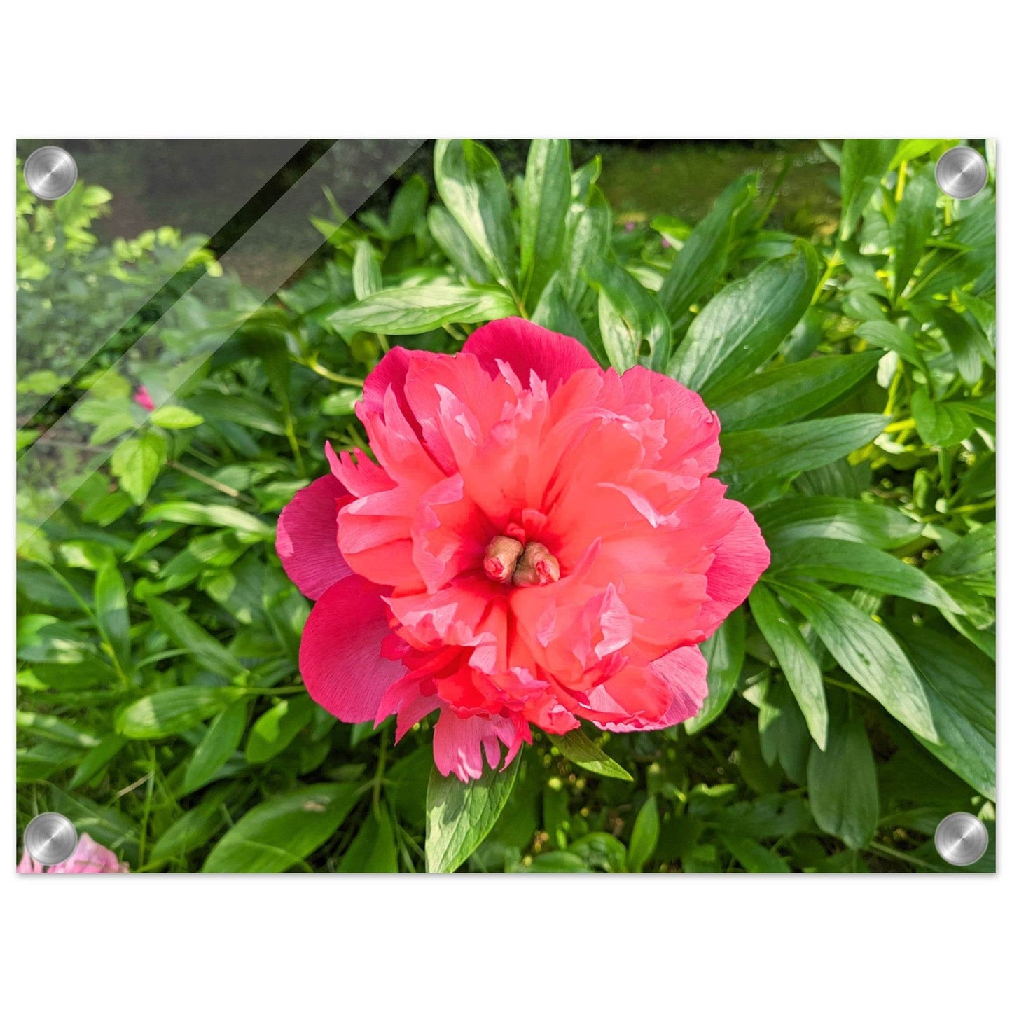Peony Acrylic Print - PerriWorks Publishing