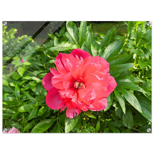 Peony Acrylic Print - PerriWorks Publishing