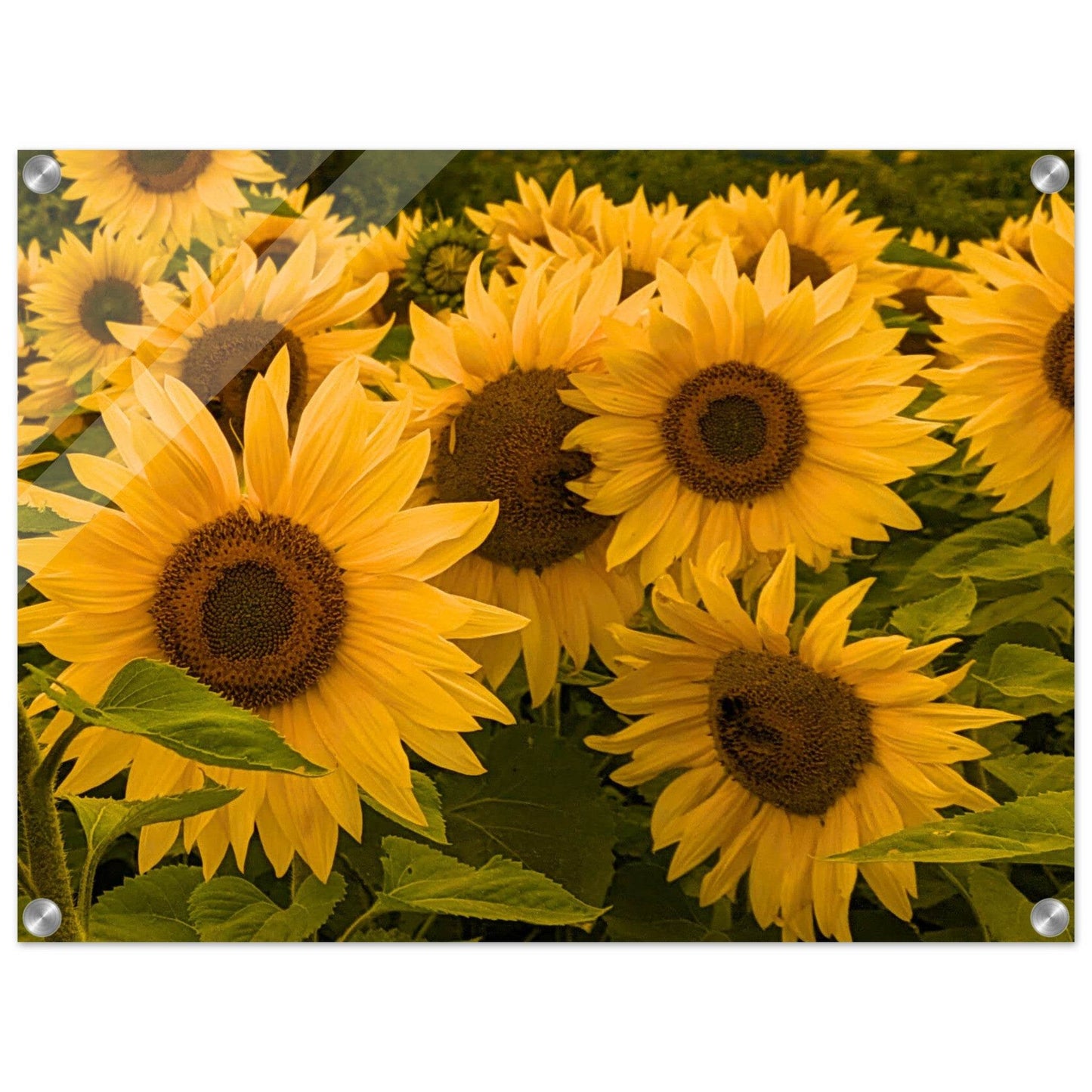 Sunflowers Acrylic Print - PerriWorks Publishing