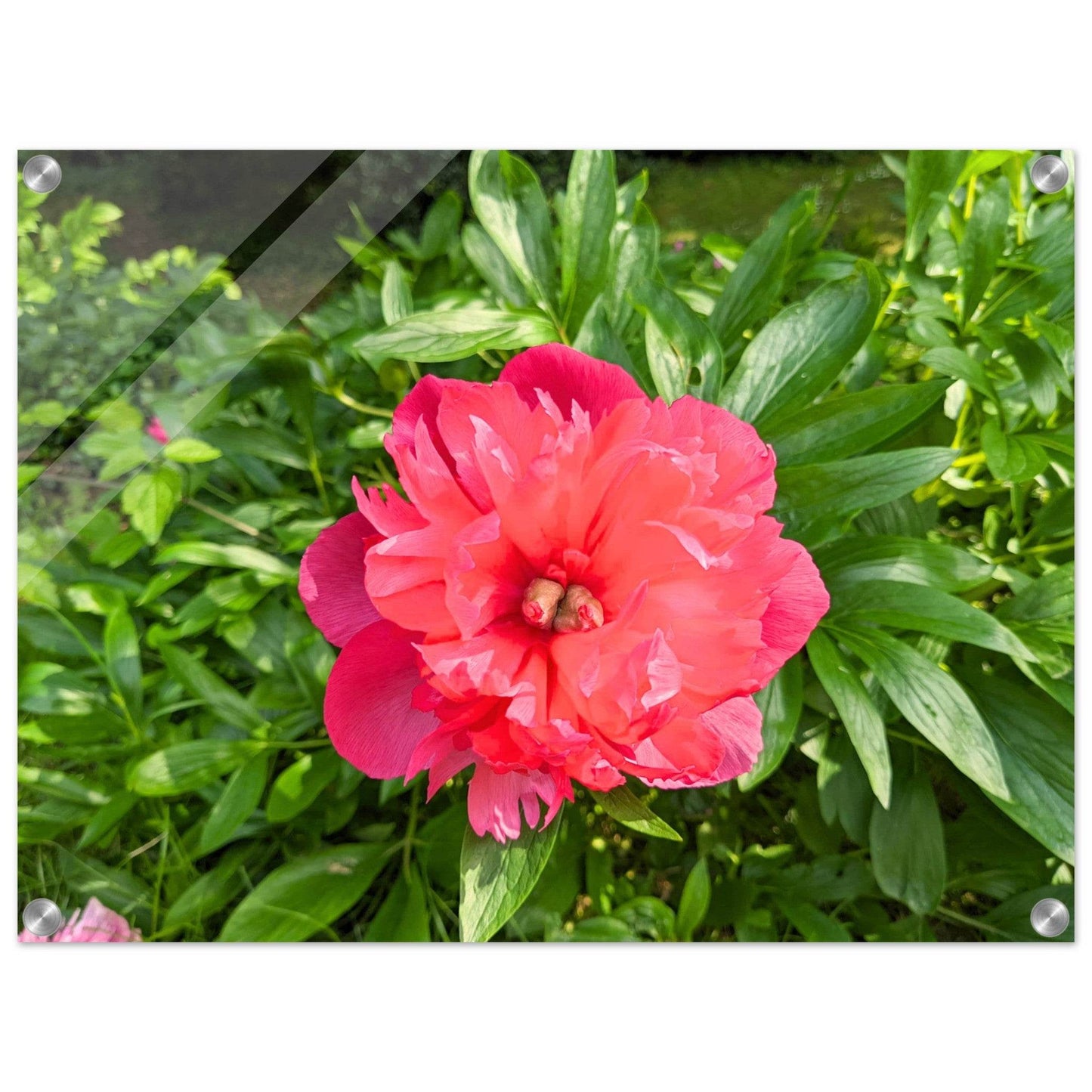 Peony Acrylic Print - PerriWorks Publishing