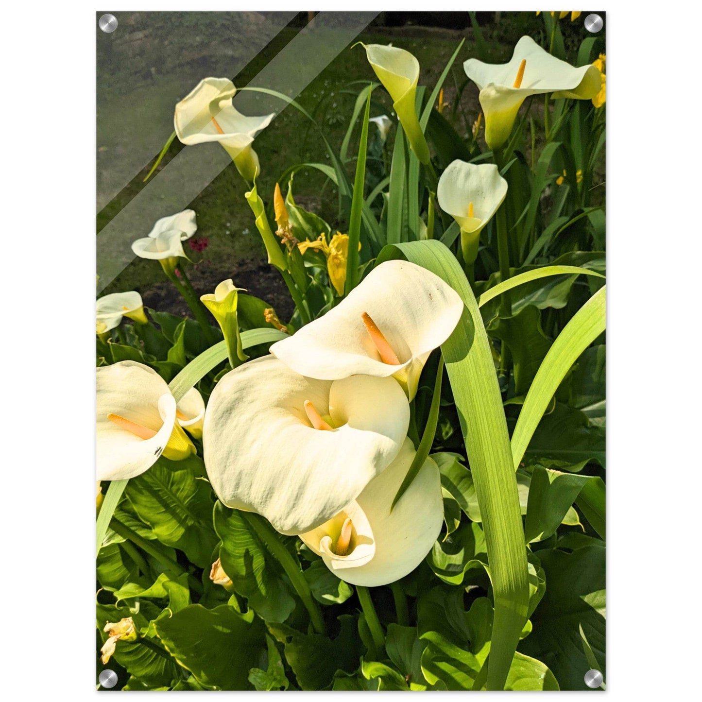 Calla Lily Acrylic Print - PerriWorks Publishing