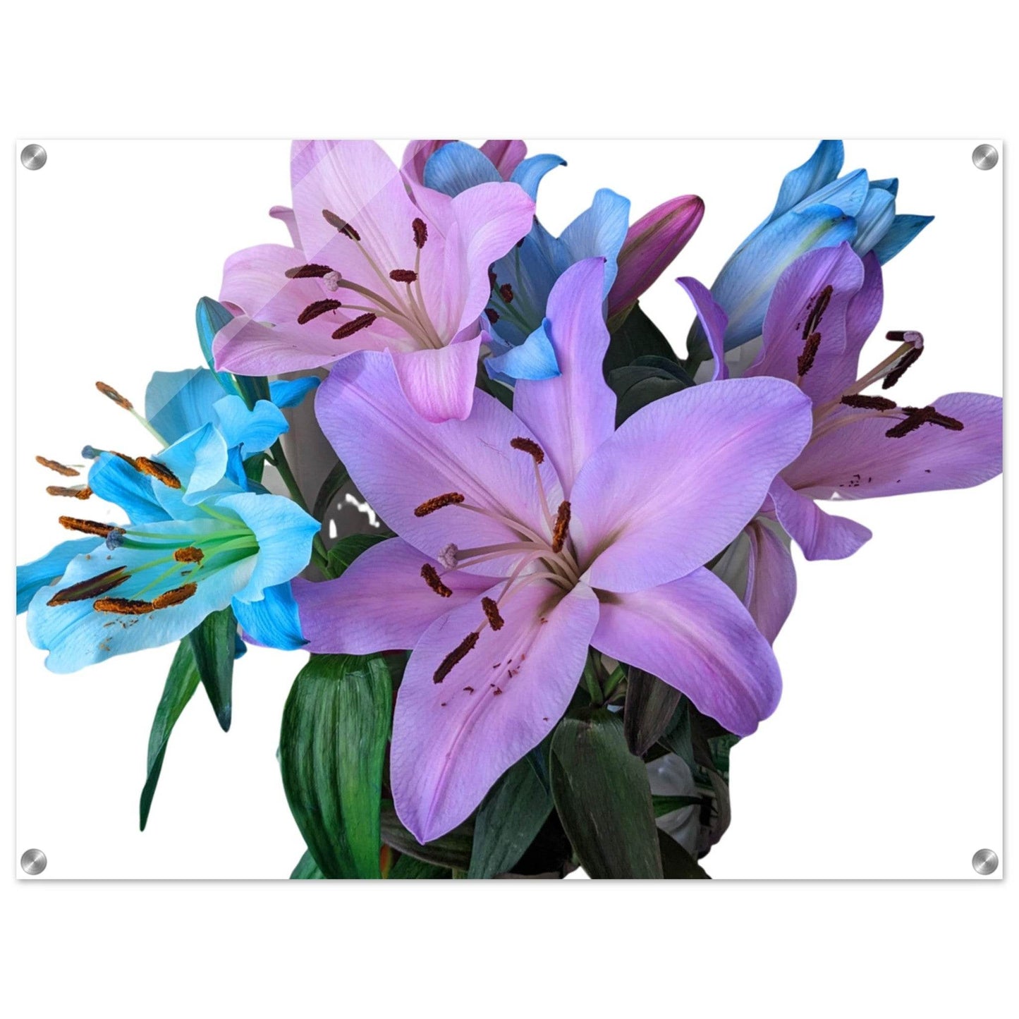 Lily Acrylic Print - PerriWorks Publishing