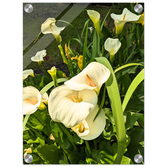 Calla Lily Acrylic Print - PerriWorks Publishing