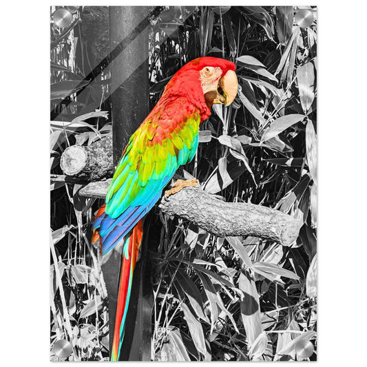 Macaw Parrot Acrylic Print - PerriWorks Publishing