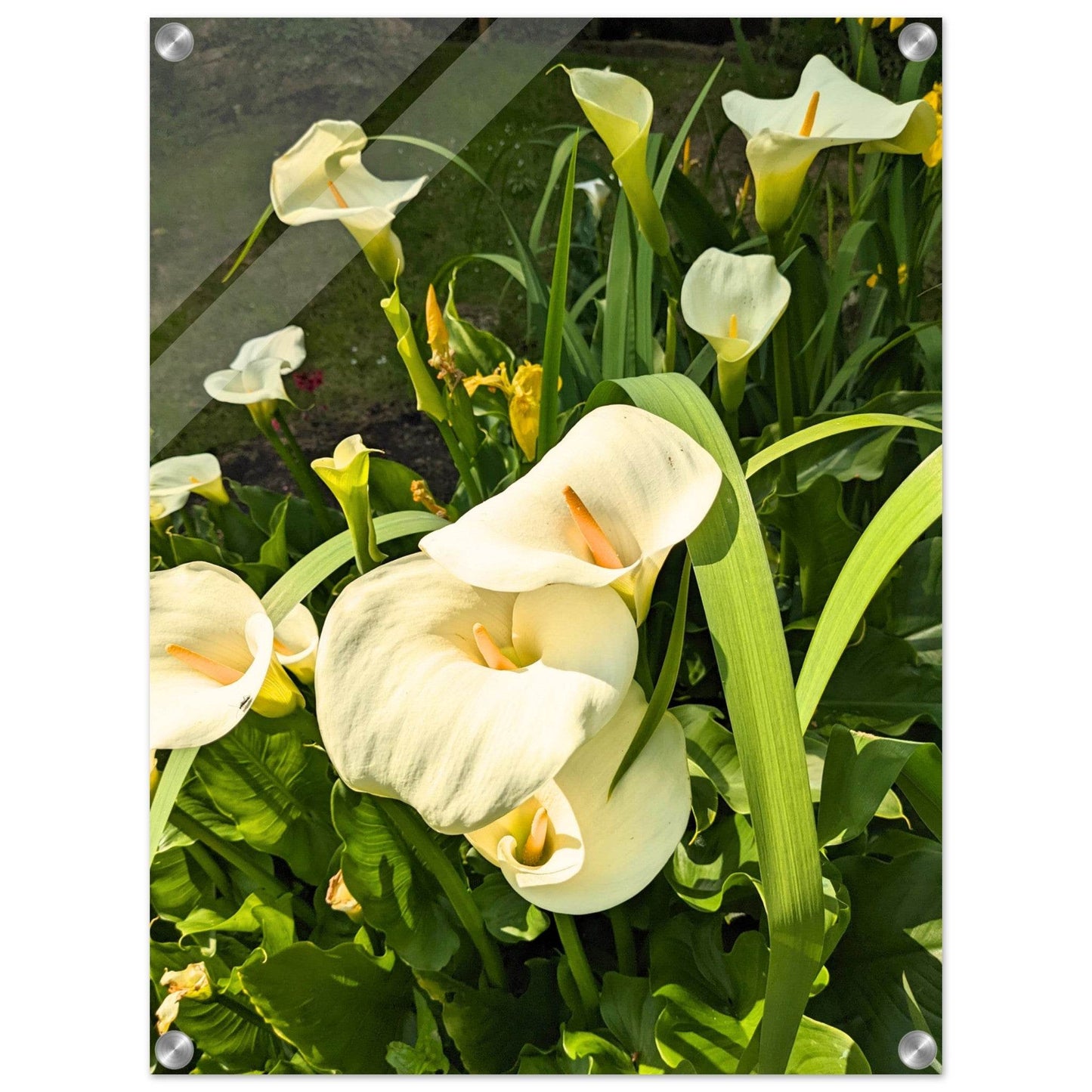 Calla Lily Acrylic Print - PerriWorks Publishing